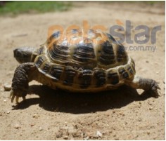 Afghan Tortoise Info Afghan Tortoise Info